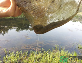 野生黃鱔多少錢一斤？野生黃鱔怎么辨別？