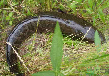 秋天可以釣黑魚嗎？秋天黑魚在什么地方？