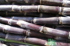 發(fā)霉的甘蔗吃了會(huì)中毒嗎？發(fā)霉的甘蔗長(zhǎng)什么樣子？