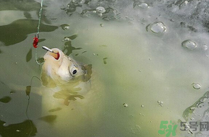 陰天怎么釣魚？陰天釣魚技巧