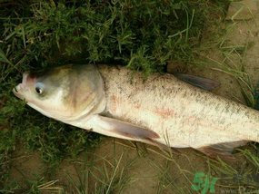 花鰱多少錢(qián)一斤？野生花鰱多少錢(qián)一斤？