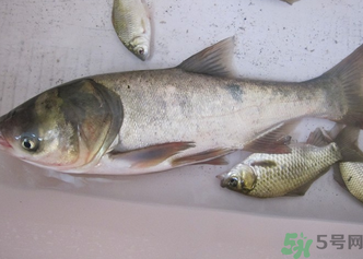 花鰱多少錢(qián)一斤？野生花鰱多少錢(qián)一斤？