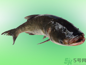 花鰱多少錢(qián)一斤？野生花鰱多少錢(qián)一斤？