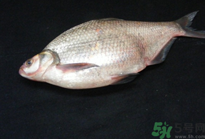 鳊魚多少錢一斤？野生鳊魚多少錢一斤？