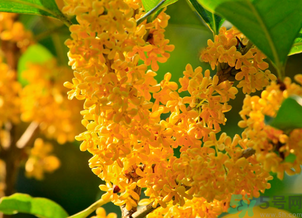 剛摘的桂花怎么清洗？新鮮桂花怎么清洗？