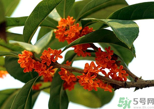 桂花怎么保存？桂花怎么保存香味？