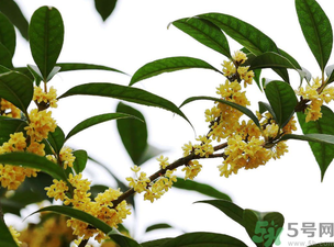 桂花怎么保存？桂花怎么保存香味？