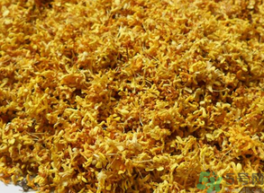  桂花多少錢一斤？桂花多少錢一兩？