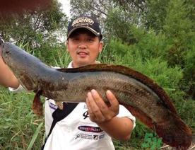 釣黑魚用什么餌？釣黑魚用什么餌最好？