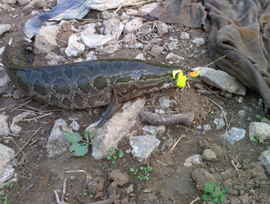 釣黑魚用什么餌？釣黑魚用什么餌最好？