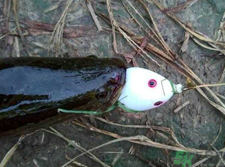 釣黑魚用什么餌？釣黑魚用什么餌最好？