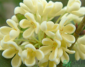 桂花怎么做香水？新鮮桂花怎么做香水？