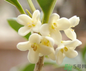 桂花怎么做香水？新鮮桂花怎么做香水？