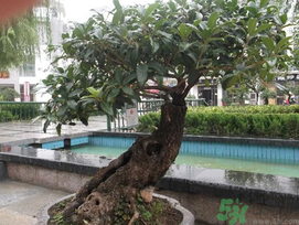 桂花可以放在臥室嗎？桂花放在臥室好嗎？