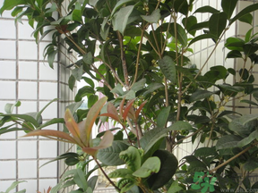 桂花可以放在臥室嗎？桂花放在臥室好嗎？