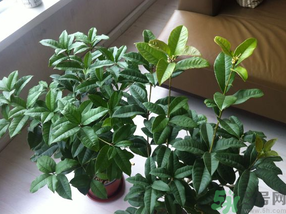 桂花可以放在臥室嗎？桂花放在臥室好嗎？