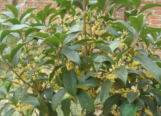 桂花樹可以種在室內(nèi)嗎？桂花樹適合在室內(nèi)嗎？