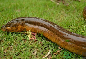 野生黃鱔和養(yǎng)殖黃鱔的區(qū)別？黃鱔野生怎么區(qū)分？