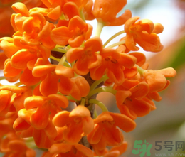 桂花和茶葉能一起泡嗎？桂花能和茶葉一起泡嗎？