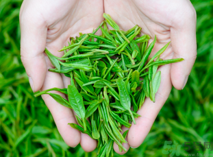 桂花和茶葉能一起泡嗎？桂花能和茶葉一起泡嗎？