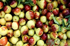 冬棗為什么用開(kāi)水泡過(guò)會(huì)變紅？燙過(guò)的冬棗還能吃嗎？