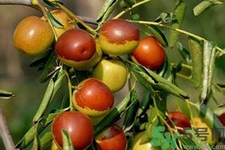 冬棗能放多久？冬棗的儲存方法有哪些？