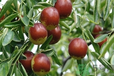 冬棗能泡茶喝嗎？泡茶喝用干冬棗好還是新鮮冬棗好？