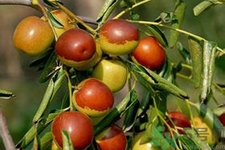 冬棗能泡茶喝嗎？泡茶喝用干冬棗好還是新鮮冬棗好？