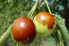 沾化冬棗能放幾天？沾化冬棗怎么儲存比較好？