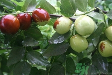 沾化冬棗能放幾天？沾化冬棗怎么儲存比較好？