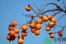 紅薯和柿子能一起吃嗎？紅薯和柿子為什么不能一起吃？