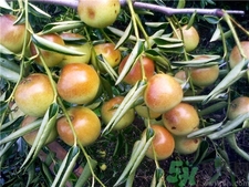 冬棗可以解酒嗎?冬棗可以醒酒嗎? 冬棗可以解酒嗎?冬棗可以醒酒嗎?