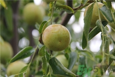 冬棗可以解酒嗎?冬棗可以醒酒嗎? 冬棗可以解酒嗎?冬棗可以醒酒嗎?