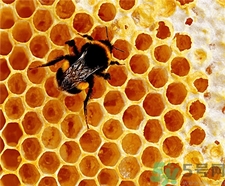 蜂巢的營養(yǎng)價(jià)值 蜂巢的功效與作用 蜂巢的營養(yǎng)價(jià)值 蜂巢的功效與作用