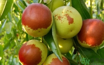 冬棗洗了可以放冰箱嗎？冬棗放冰箱好還是不放冰箱好？