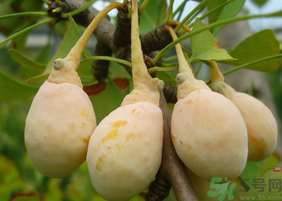 新鮮白果怎么保存？新鮮白果的保存方法