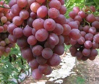 吃紅提要剝皮嗎？紅提皮可以吃嗎？