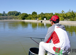 秋天釣魚用什么打窩？秋天釣鯉魚用什么打窩？