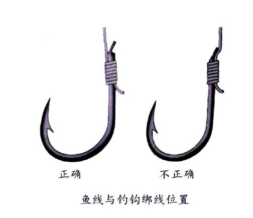 釣鯉魚用幾號鉤？釣鯉魚用什么鉤？