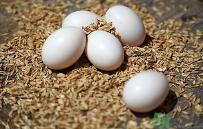 鴿子蛋多少錢一個？鴿子蛋多少錢一斤？?