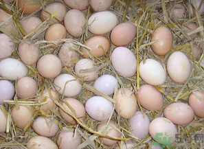 鴨蛋和雞蛋哪個(gè)營養(yǎng)價(jià)值高？鴨蛋和雞蛋的區(qū)別