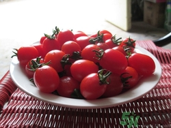 吃圣女果可以減肥嗎?圣女果減肥怎么吃好呢 吃圣女果可以減肥嗎?圣女果減肥怎么吃好呢