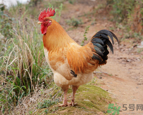 土雞多少錢一斤？土雞多少錢一只？