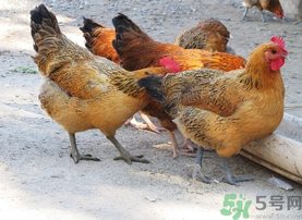 土雞多少錢一斤？土雞多少錢一只？