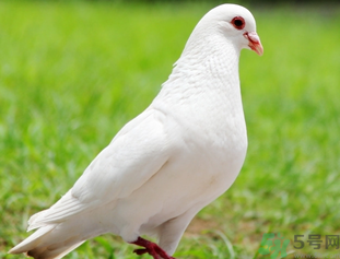 鴿子是發(fā)物嗎？吃鴿子的禁忌