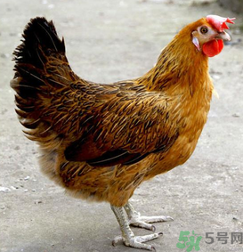 老母雞多少錢一斤？老母雞多少錢一只？