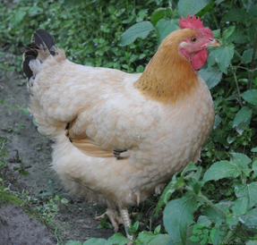 老母雞多少錢一斤？老母雞多少錢一只？