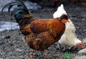 老母雞多少錢一斤？老母雞多少錢一只？