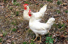 肉雞多少錢一斤？肉雞價格行情