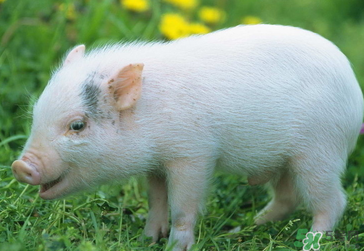 豬皮上的毛怎么去掉？豬皮上的毛能吃嗎？